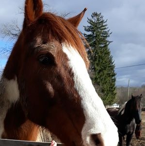 Meet your Posher, Dana